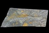 Ordovician Crinoid & Bivalve Fossil - Kaid Rami, Morocco #102848-1